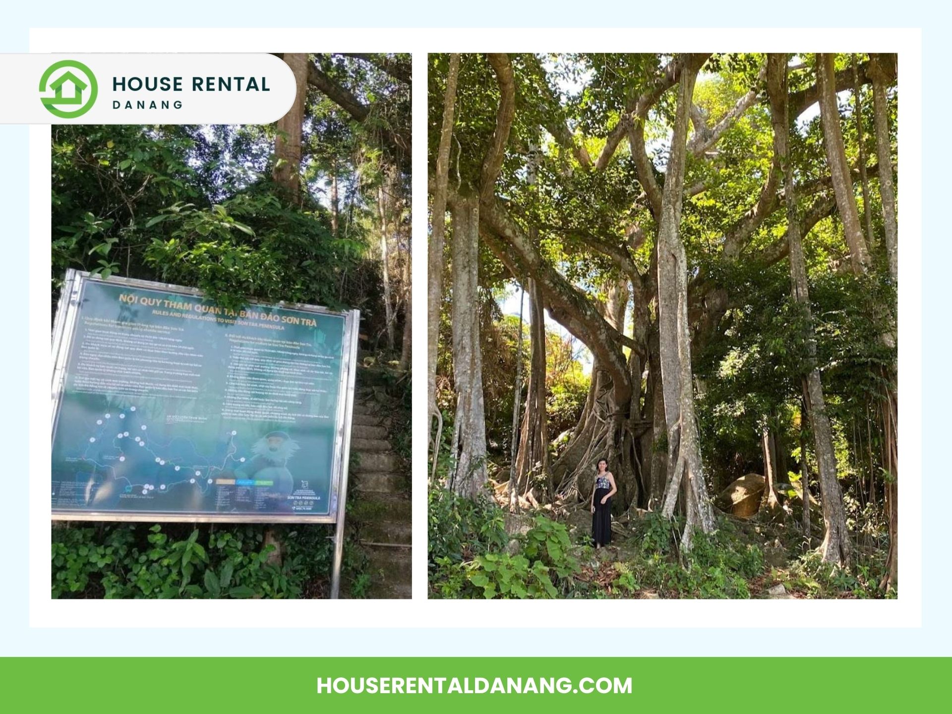 Two images of nature spots. The left shows an informational sign about the Son Tra Peninsula, while the right depicts a person standing beneath large, intertwining tree roots in a lush forest. Website URL visible at the bottom.