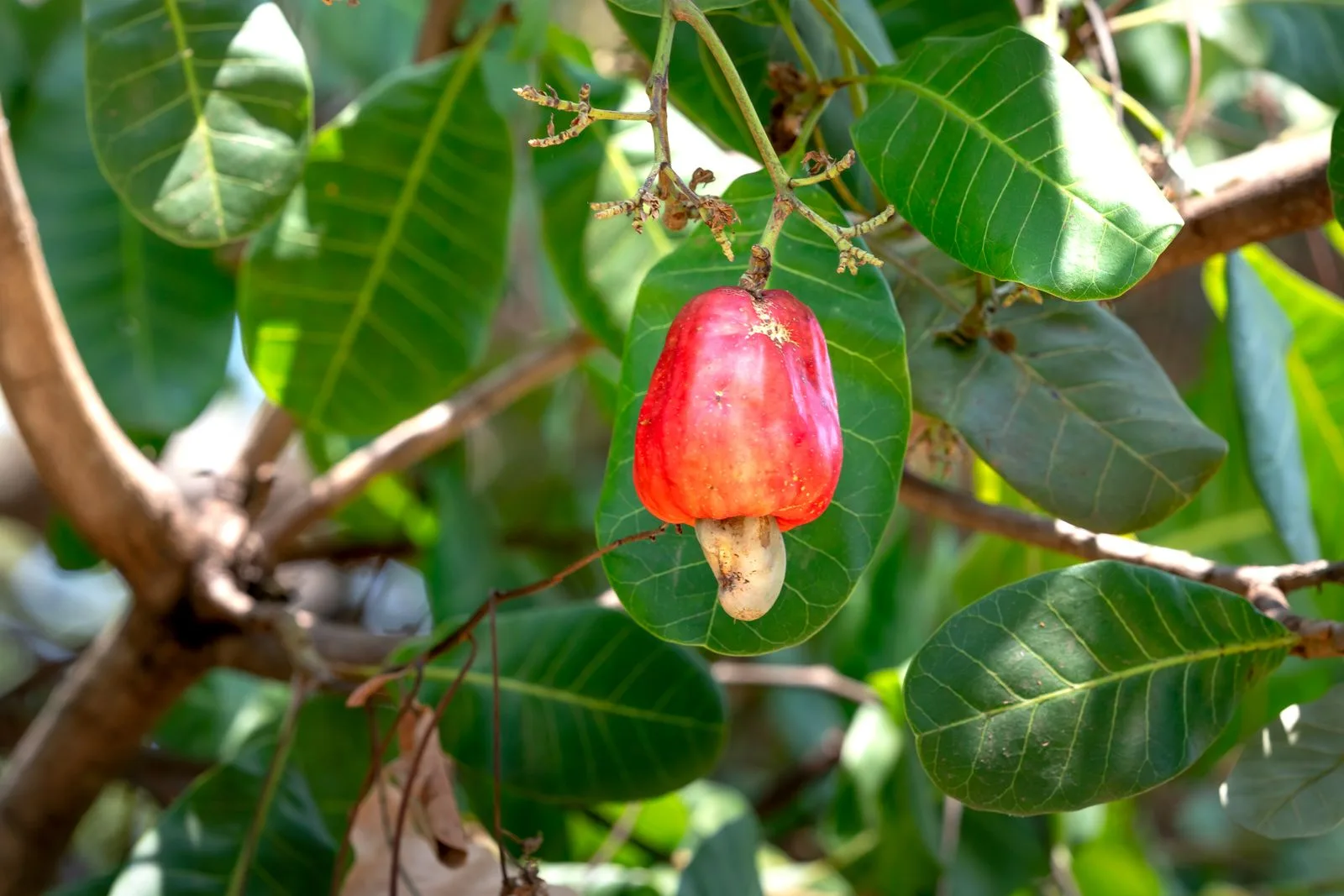 Trái điều còn tươi trên cành, nguyên liệu trước khi tách hạt và rang
